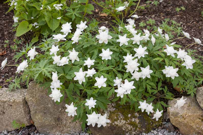 Anemone nemorosa 'Vestal' (Wood Anemone)